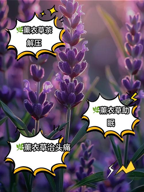 薰衣草什么时候开？上海薰衣草什么时候开？-第5张图片-优品飞百科