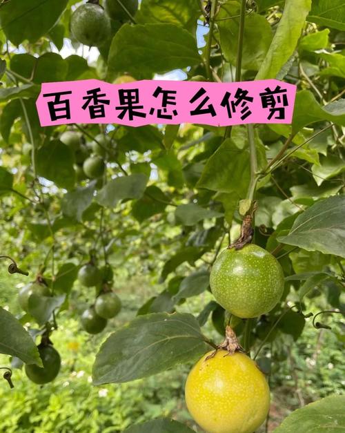 百香果怎样剪枝才高产？百香果怎么修剪枝条比较好？-第1张图片-优品飞百科