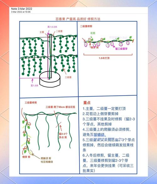 百香果怎样剪枝才高产？百香果怎么修剪枝条比较好？-第2张图片-优品飞百科