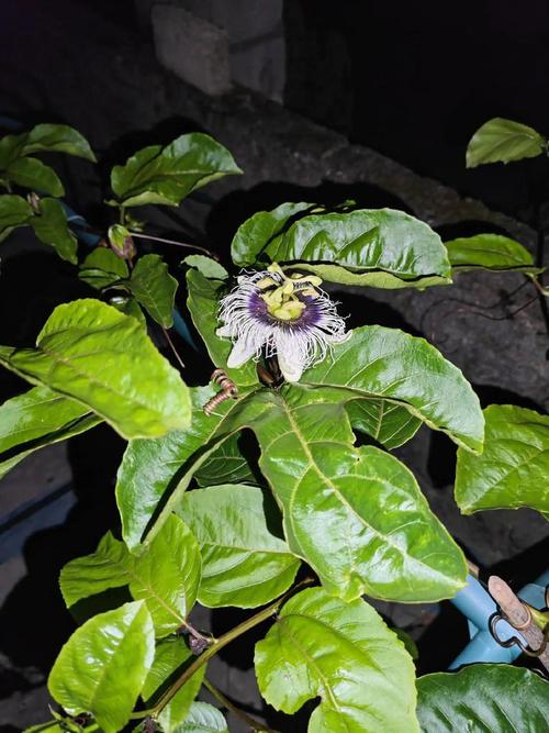 百香果怎样剪枝才高产？百香果怎么修剪枝条比较好？-第3张图片-优品飞百科