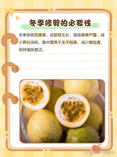 百香果怎样剪枝才高产？百香果怎么修剪枝条比较好？-第4张图片-优品飞百科