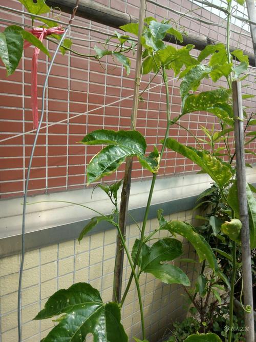 百香果怎样剪枝才高产？百香果怎么修剪枝条比较好？-第5张图片-优品飞百科