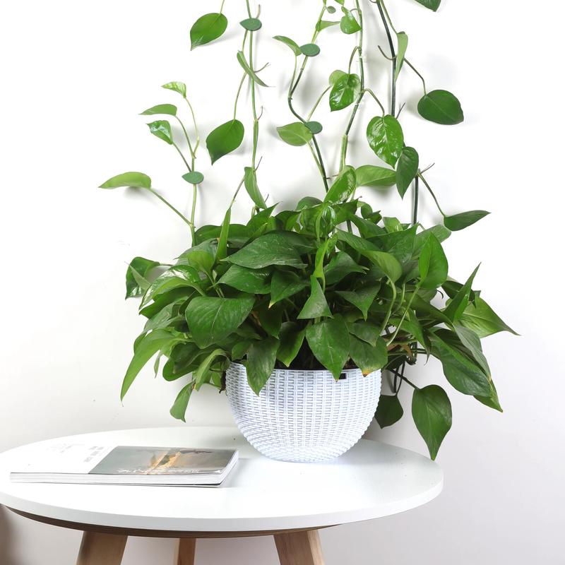 绿萝用什么药长得快，绿萝用什么长的快？-第2张图片-优品飞百科