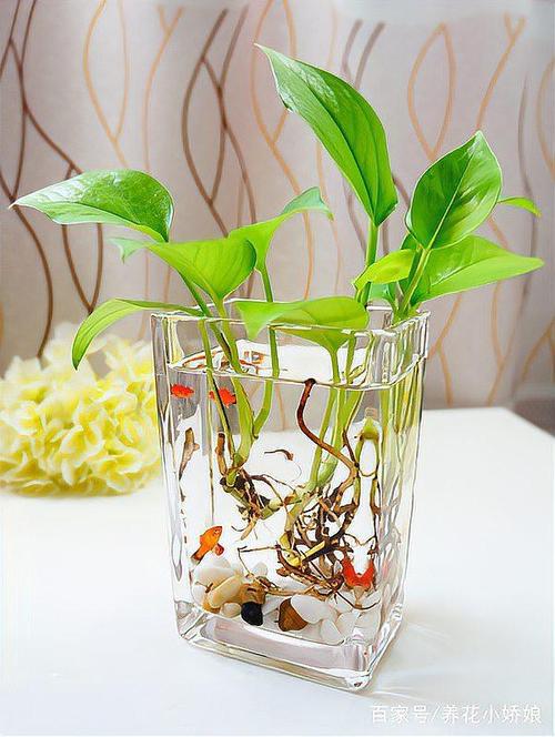 绿萝用什么药长得快，绿萝用什么长的快？-第3张图片-优品飞百科