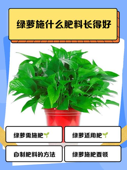 绿萝用什么药长得快，绿萝用什么长的快？-第4张图片-优品飞百科