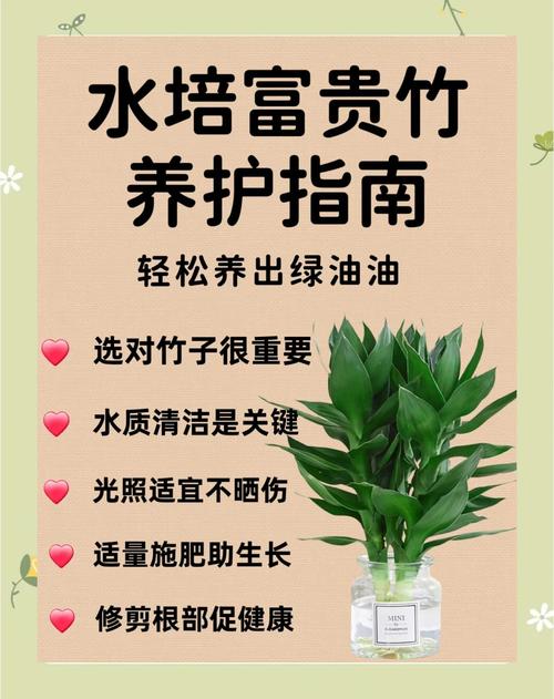 富贵竹怎么浇水，土培富贵竹怎么浇水？