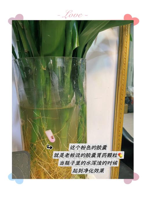 富贵竹怎么浇水，土培富贵竹怎么浇水？-第2张图片-优品飞百科