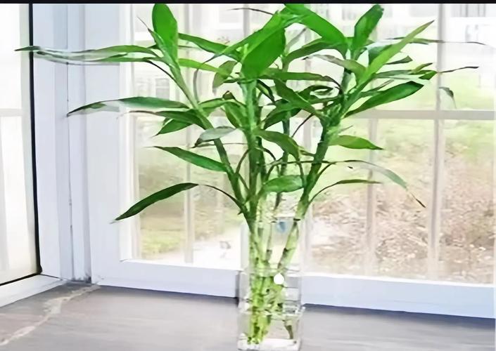 富贵竹怎么浇水，土培富贵竹怎么浇水？-第3张图片-优品飞百科