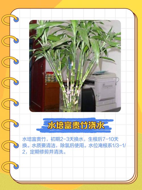 富贵竹怎么浇水，土培富贵竹怎么浇水？-第4张图片-优品飞百科