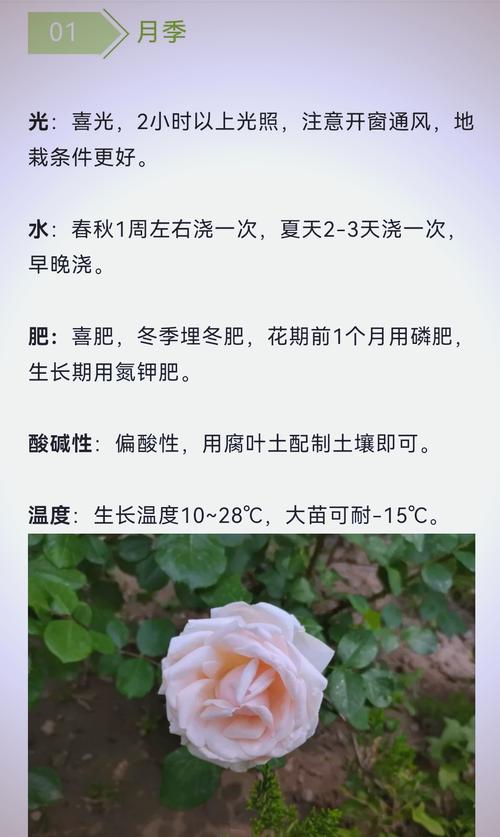 养花儿就像养孩子，养孩子像养花一样,有的开花早？-第4张图片-优品飞百科