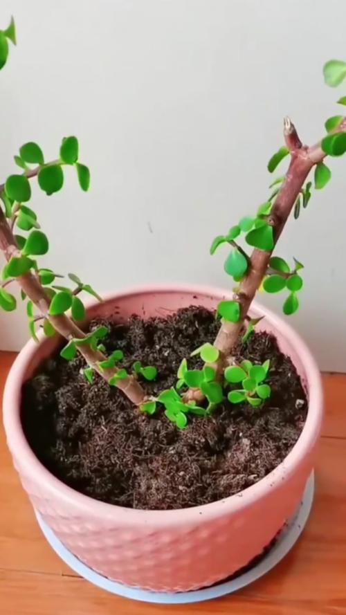 花施肥后能浇水吗，花施肥后能浇水吗怎么浇？