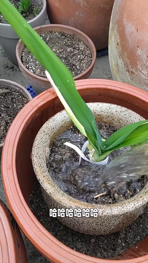 花施肥后能浇水吗,花施肥后能浇水吗怎么浇?-第2张图片-优品飞百科 花施肥后能浇水吗,花施肥后能浇水吗怎么浇?-第2张图片-优品飞百科