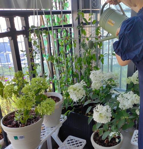 花施肥后能浇水吗,花施肥后能浇水吗怎么浇?-第3张图片-优品飞百科 花施肥后能浇水吗,花施肥后能浇水吗怎么浇?-第3张图片-优品飞百科