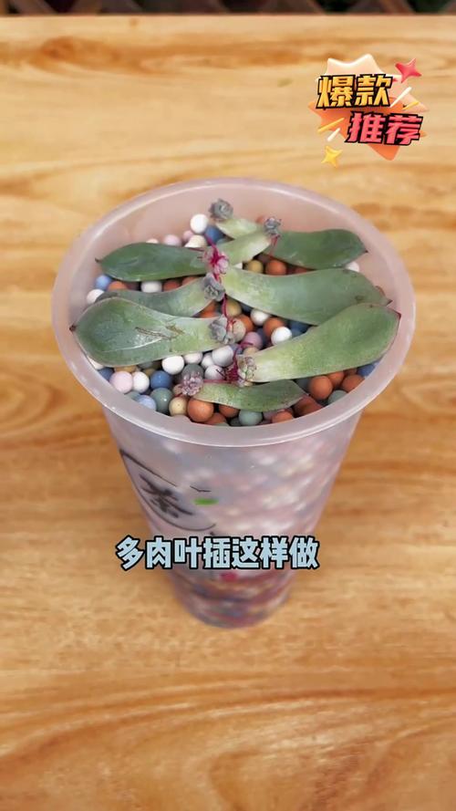 多肉叶插老不活，多肉叶插老叶不掉