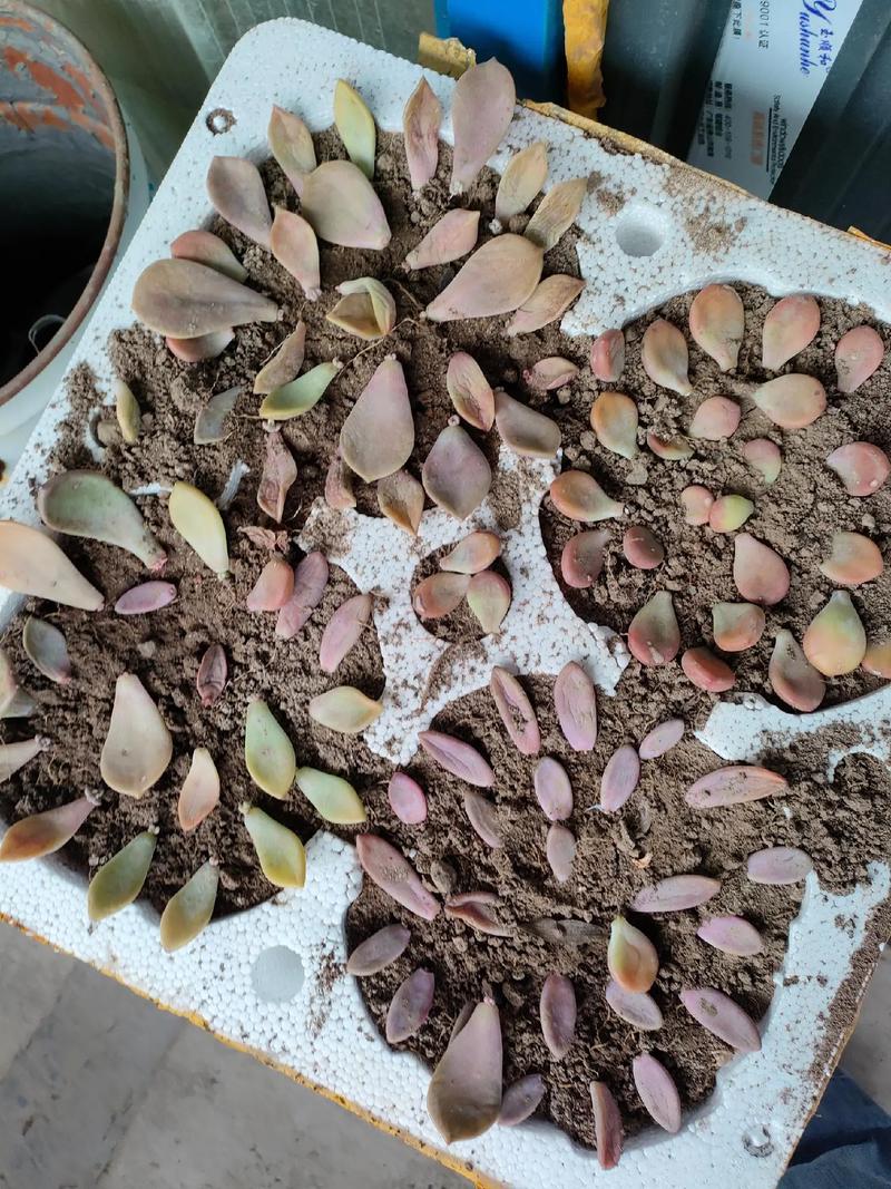 多肉叶插老不活，多肉叶插老叶不掉-第2张图片-优品飞百科