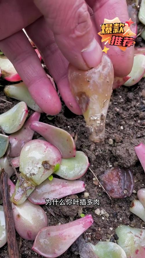 多肉叶插老不活，多肉叶插老叶不掉-第3张图片-优品飞百科