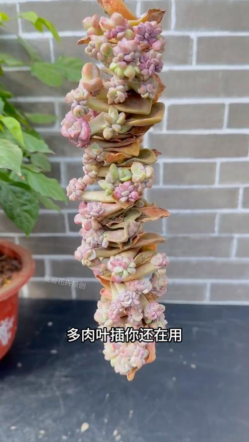多肉叶插老不活，多肉叶插老叶不掉-第4张图片-优品飞百科