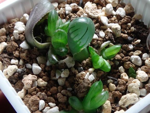 多肉叶插老不活，多肉叶插老叶不掉-第5张图片-优品飞百科