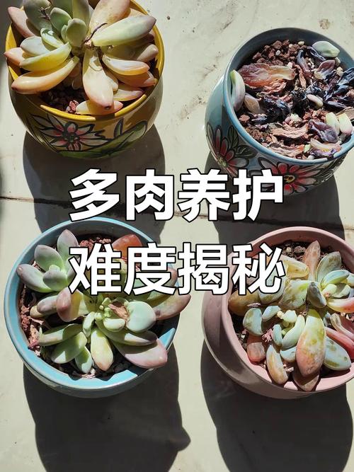 多肉叶插老不活，多肉叶插老叶不掉-第6张图片-优品飞百科