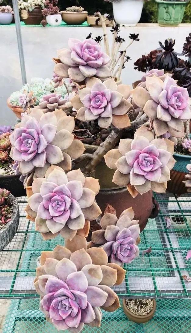 多肉雷神怎么养，雷神怎么养护？