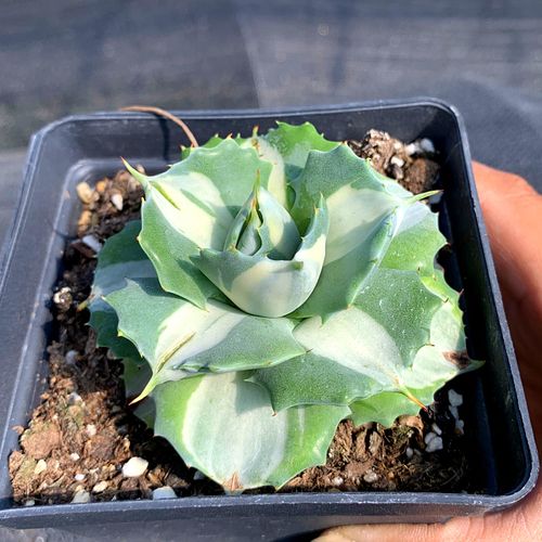 多肉雷神怎么养，雷神怎么养护？-第2张图片-优品飞百科