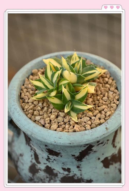 多肉雷神怎么养，雷神怎么养护？-第3张图片-优品飞百科