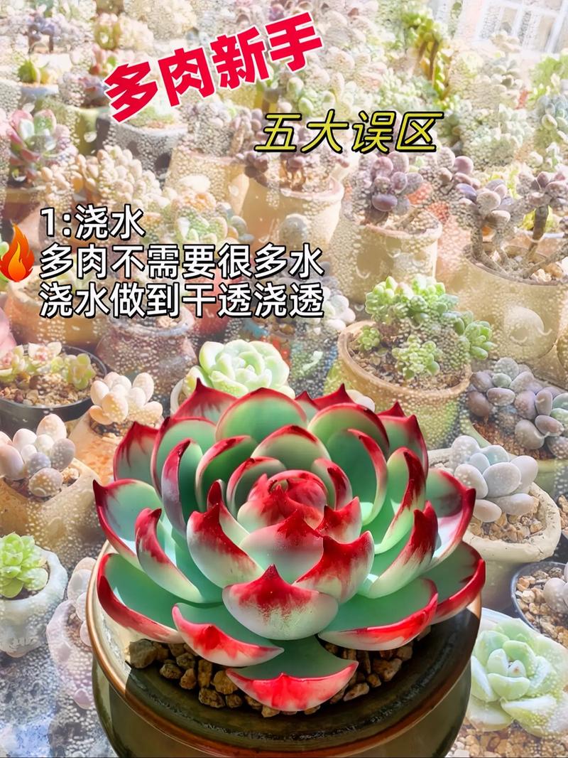 多肉雷神怎么养，雷神怎么养护？-第4张图片-优品飞百科