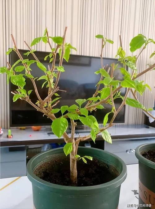 家里“三角梅”开花不旺盛，家养的三角梅怎么不开花？