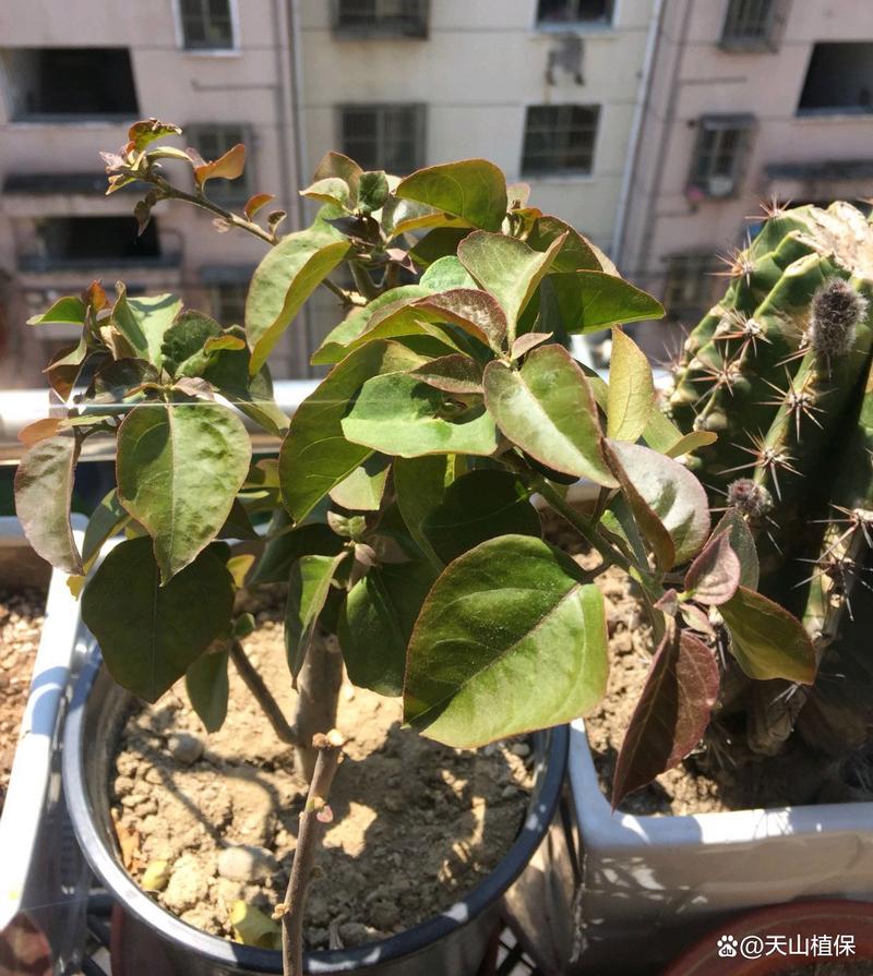 家里“三角梅”开花不旺盛，家养的三角梅怎么不开花？-第2张图片-优品飞百科