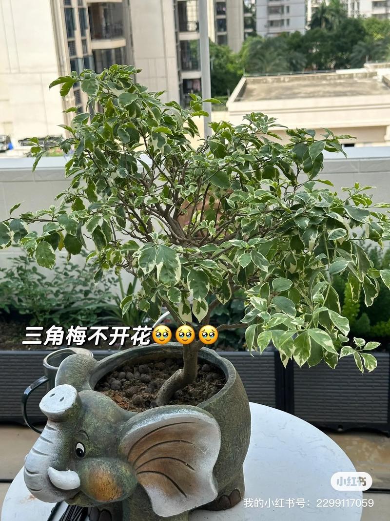 家里“三角梅”开花不旺盛，家养的三角梅怎么不开花？-第3张图片-优品飞百科