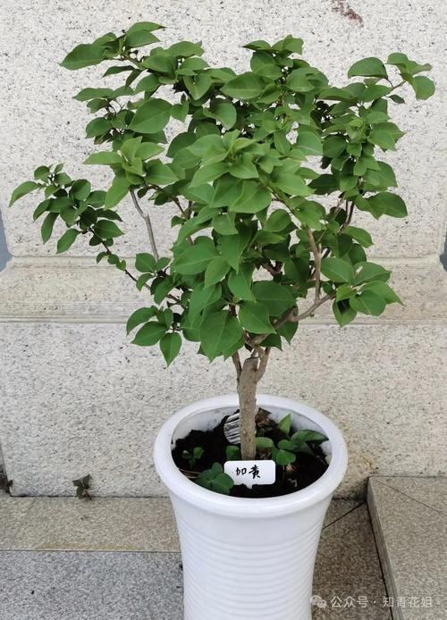 家里“三角梅”开花不旺盛，家养的三角梅怎么不开花？-第4张图片-优品飞百科