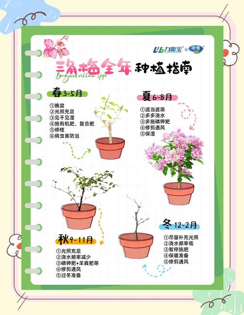 家里“三角梅”开花不旺盛，家养的三角梅怎么不开花？-第5张图片-优品飞百科