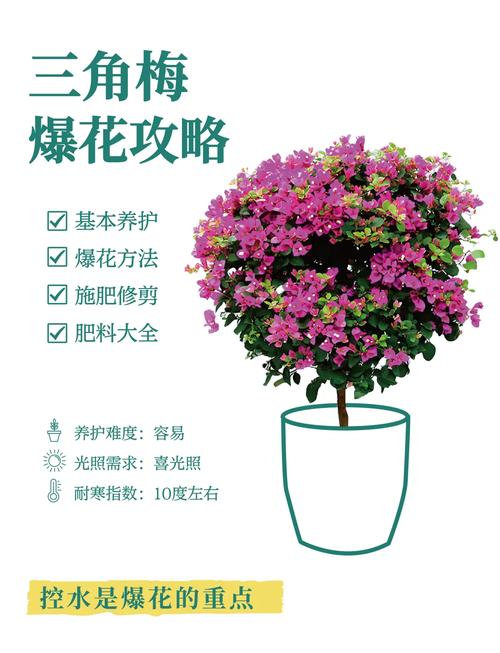 家里“三角梅”开花不旺盛，家养的三角梅怎么不开花？-第6张图片-优品飞百科