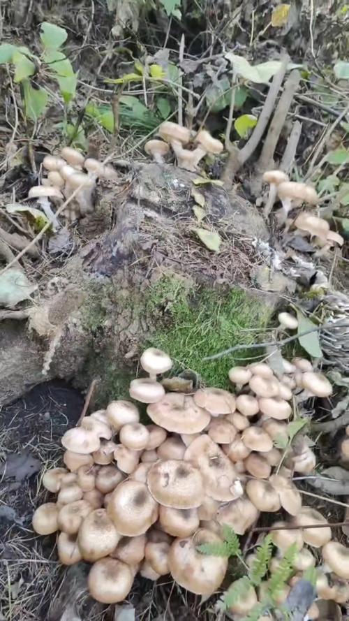 榛蘑长在什么地方？榛蘑主要产自东北哪几个地方？