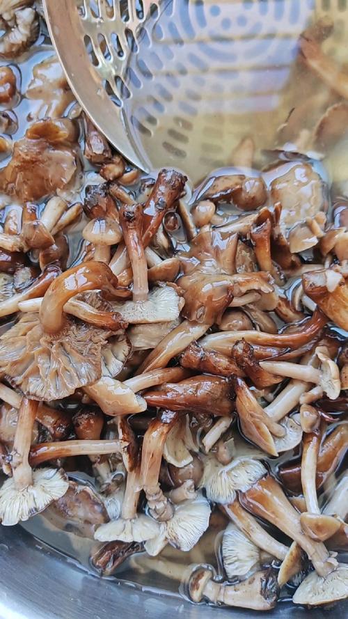 榛蘑长在什么地方？榛蘑主要产自东北哪几个地方？-第2张图片-优品飞百科