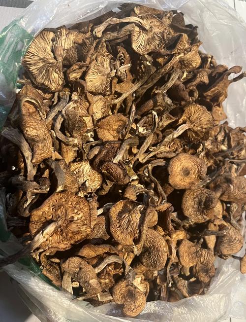 榛蘑长在什么地方？榛蘑主要产自东北哪几个地方？-第3张图片-优品飞百科