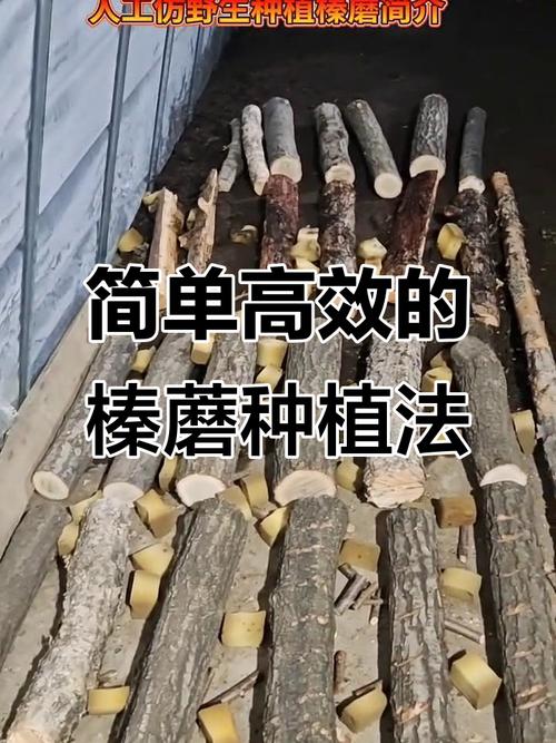 榛蘑长在什么地方？榛蘑主要产自东北哪几个地方？-第4张图片-优品飞百科