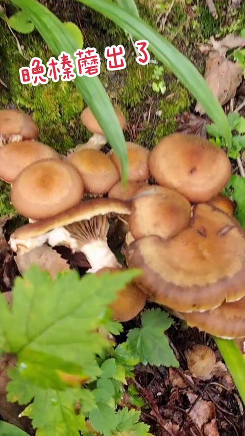 榛蘑长在什么地方？榛蘑主要产自东北哪几个地方？-第6张图片-优品飞百科