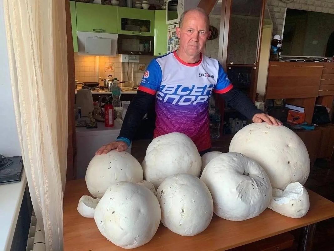 榛蘑长在什么地方？榛蘑主要产自东北哪几个地方？-第5张图片-优品飞百科