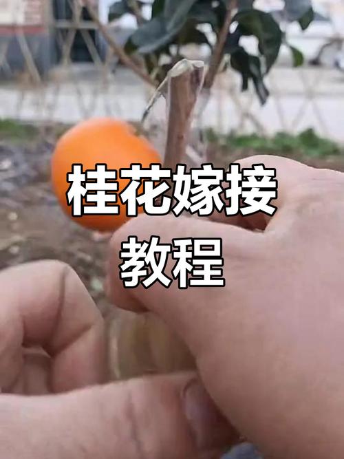 桂花树怎么嫁接？桂花树怎么嫁接在几月份比较好？