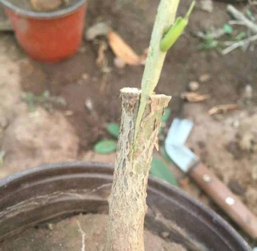 桂花树怎么嫁接？桂花树怎么嫁接在几月份比较好？-第2张图片-优品飞百科