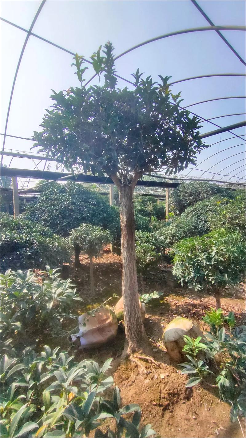 桂花树怎么嫁接？桂花树怎么嫁接在几月份比较好？-第3张图片-优品飞百科