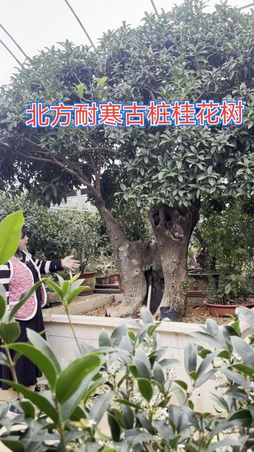 桂花树怎么嫁接？桂花树怎么嫁接在几月份比较好？-第4张图片-优品飞百科