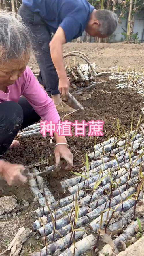 甘蔗怎么种植，甘蔗怎么种植的又高又好视频