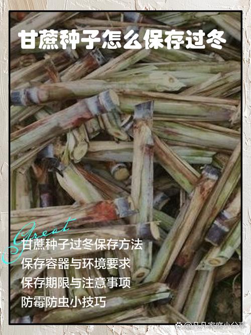 甘蔗怎么种植，甘蔗怎么种植的又高又好视频-第2张图片-优品飞百科