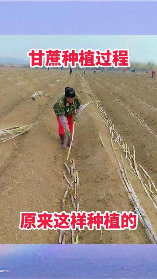 甘蔗怎么种植，甘蔗怎么种植的又高又好视频-第3张图片-优品飞百科