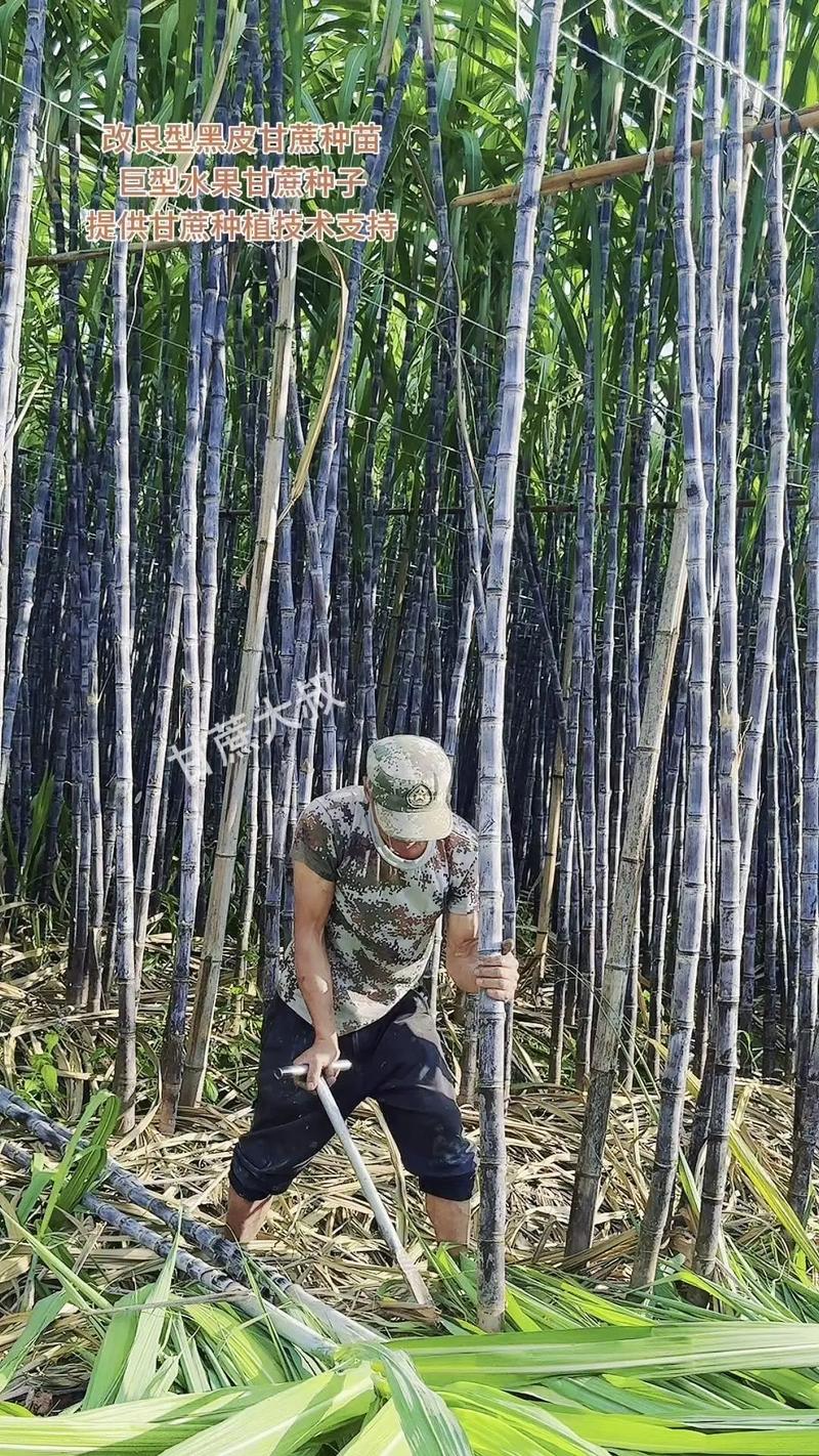 甘蔗怎么种植，甘蔗怎么种植的又高又好视频-第4张图片-优品飞百科