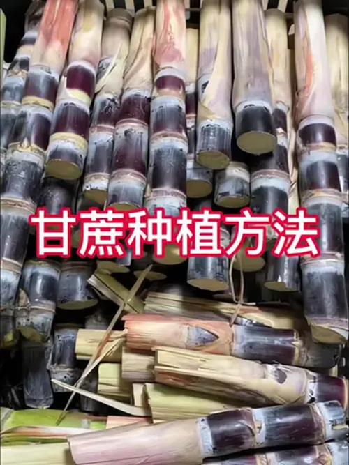 甘蔗怎么种植，甘蔗怎么种植的又高又好视频-第6张图片-优品飞百科