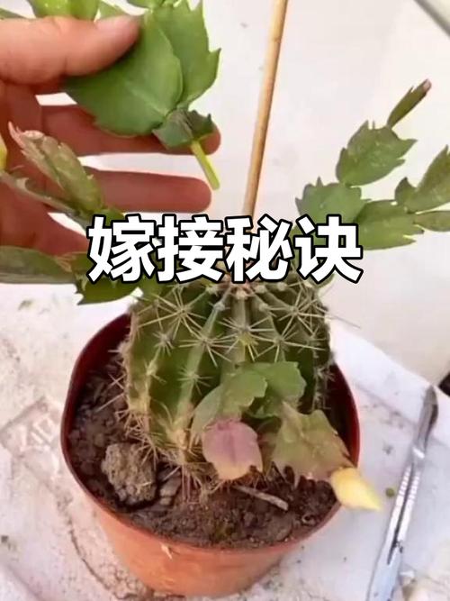 蟹爪兰什么时候嫁接好？蟹爪兰什么时候嫁接好活？