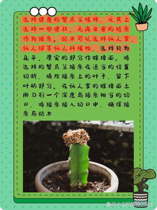 蟹爪兰什么时候嫁接好?蟹爪兰什么时候嫁接好活?-第2张图片-优品飞百科 蟹爪兰什么时候嫁接好?蟹爪兰什么时候嫁接好活?-第2张图片-优品飞百科